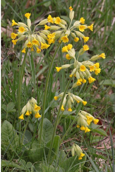 Frühlingsschlüsselblume