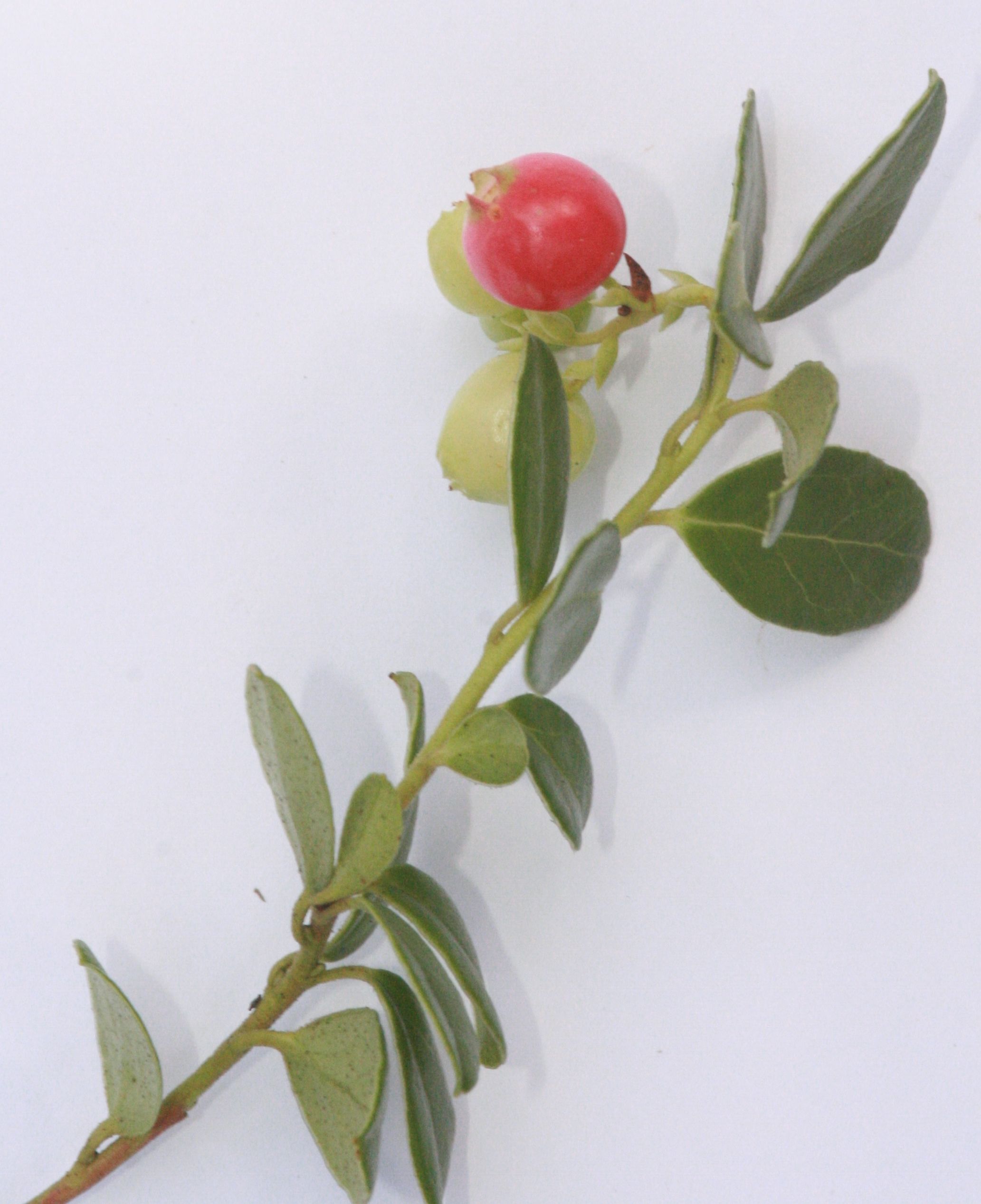 Preiselbeere – Früchte