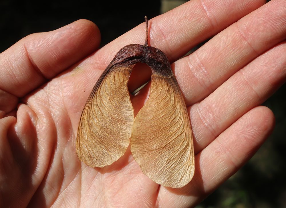 Acer pseudoplatanus - Bergahorn Bergahorn