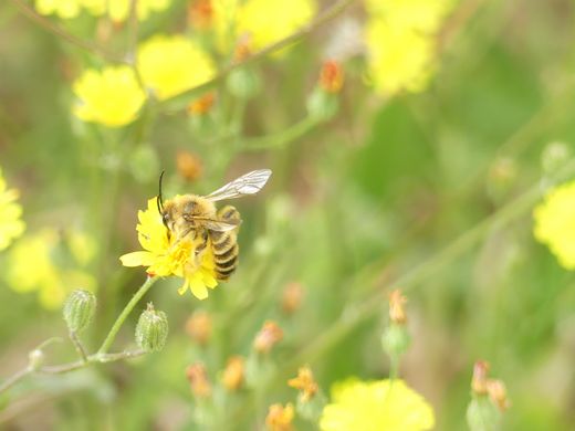 Dunkelfransige Hosenbiene an Kleinköpfigen Pippau (Foto: Maria Meißner)