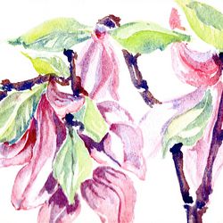 Magnolie Magnolie