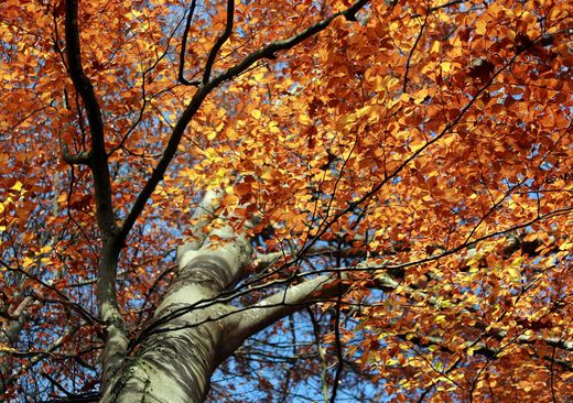 Buche im Herbst