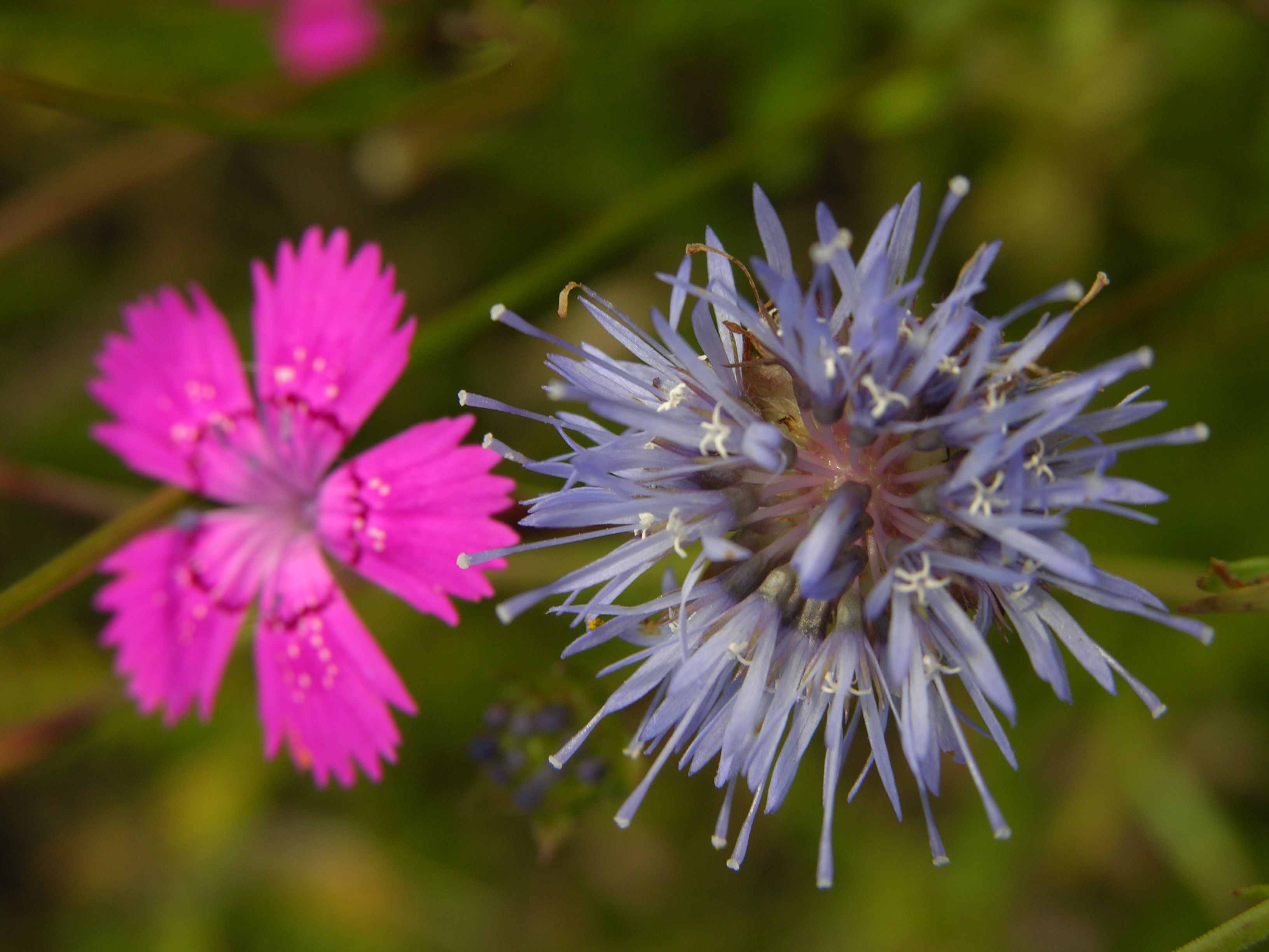 Heidenelke und Bergsandglöckchen