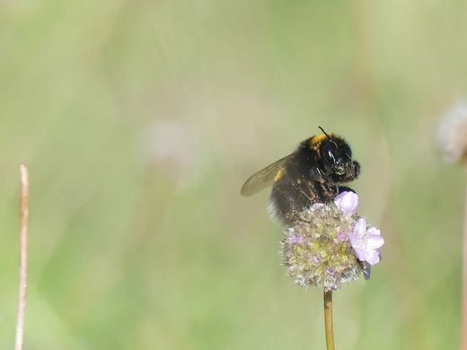 Hummel an Sand-Grasnelke (Foto: Maria Meißner)