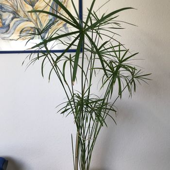 Zypergras/Papyrus Zypergras/Papyrus