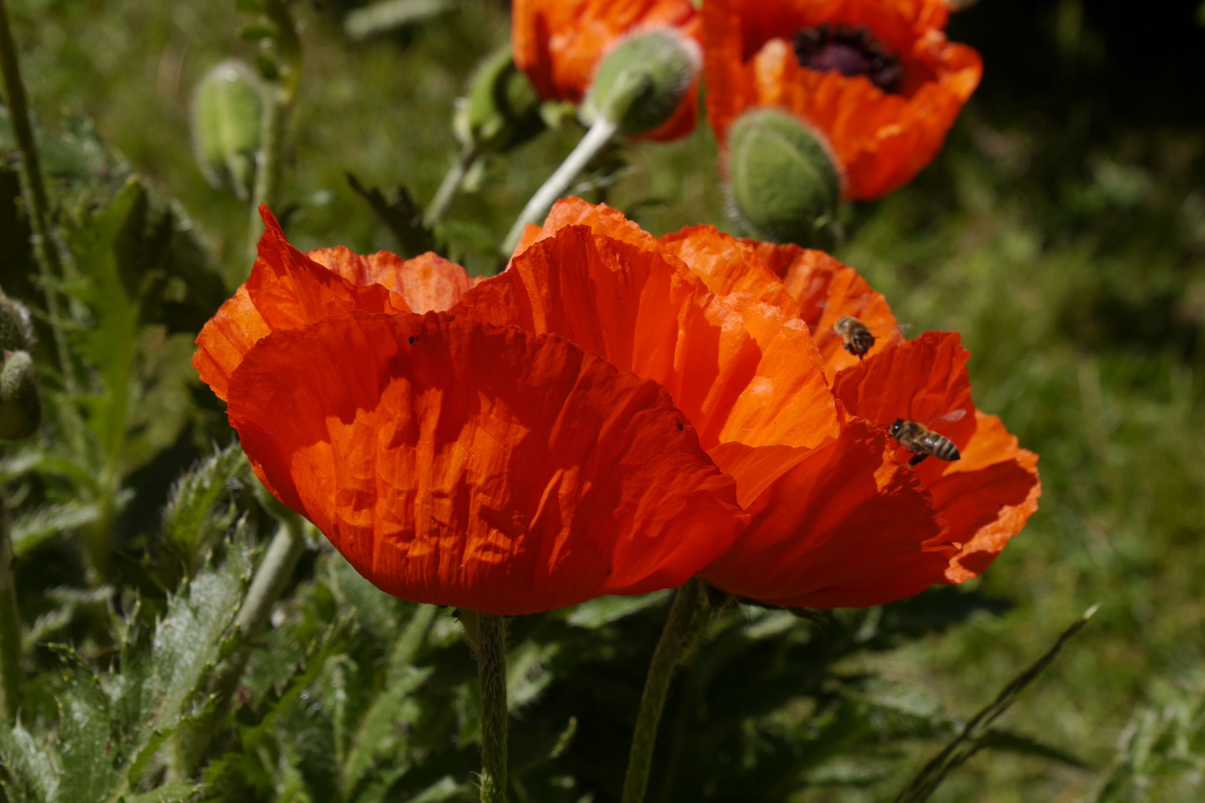 Mohnblüte mit Bienen und Hummeln (Foto: Wolfgang Dertwinkel) Mohnblüte mit Bienen und Hummeln (Foto: Wolfgang Dertwinkel)