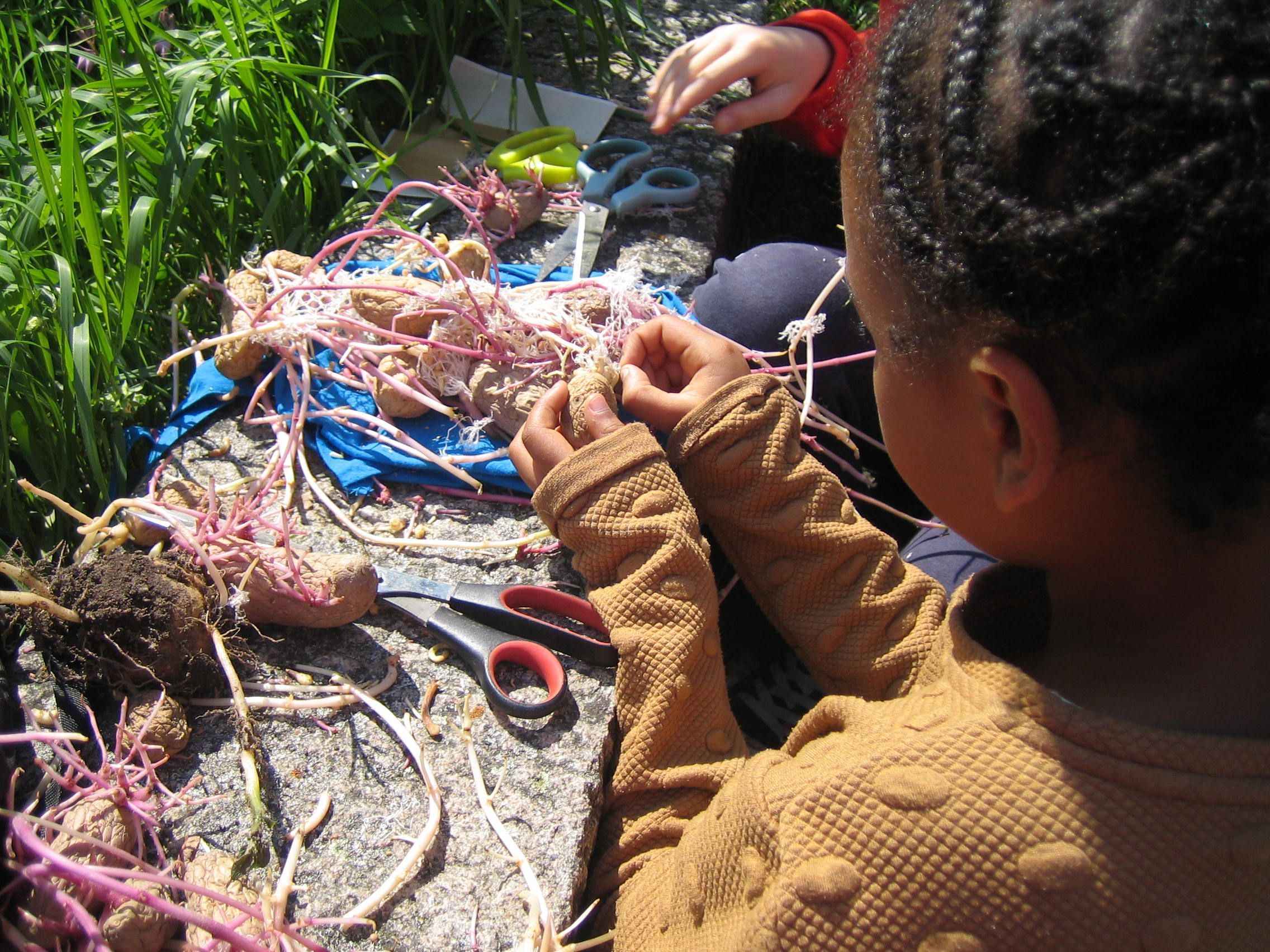 Kartoffelnfieseln Kartoffelnfieseln