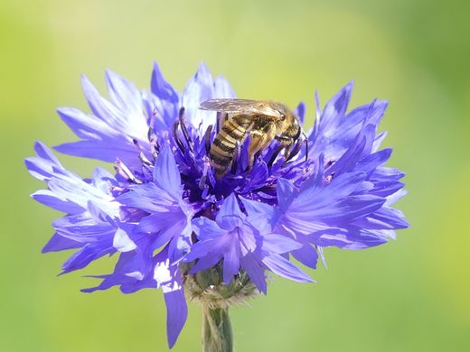 Gelbbindige Furchenbiene an Kornblume (Foto: Maria Meißner)