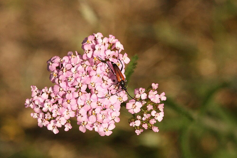 Achillea milllefolium - Gewöhnliche Wiesenschafgarbe (Variante mit rosafarbener Blüte)/Föhrenbuck Gewöhnliche Wiesenschafgarbe Blüte