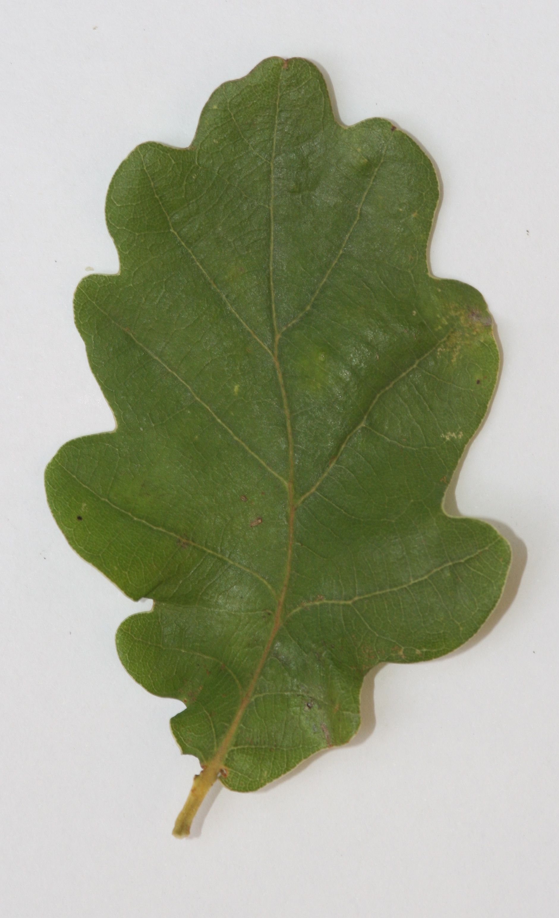 Stieleiche – Blatt