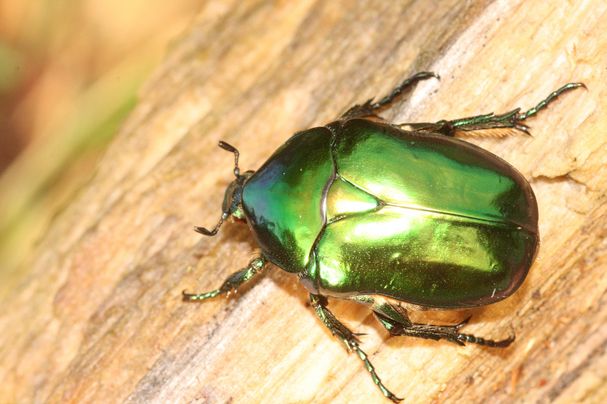 Großer Goldkäfer (Foto: Wolfgnag Dötsch) Großer Goldkäfer