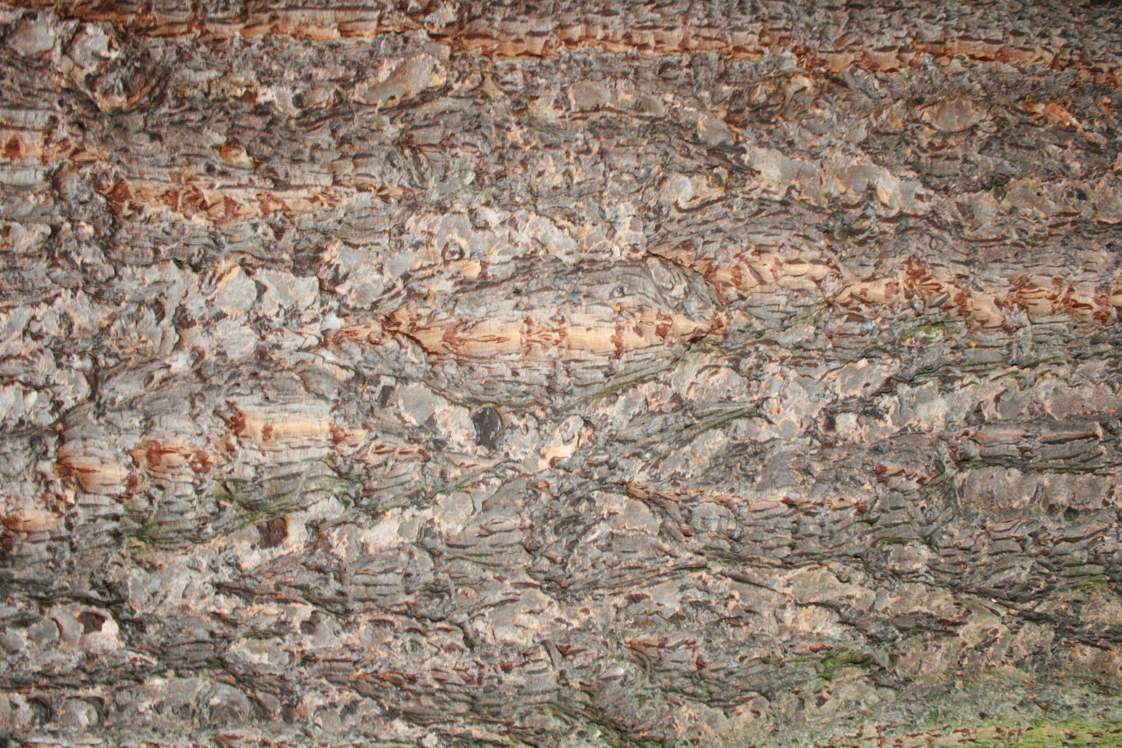 Douglasie – Rinde Douglasie – Rinde