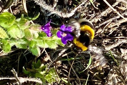 Erdhummel auf Ochsenzunge