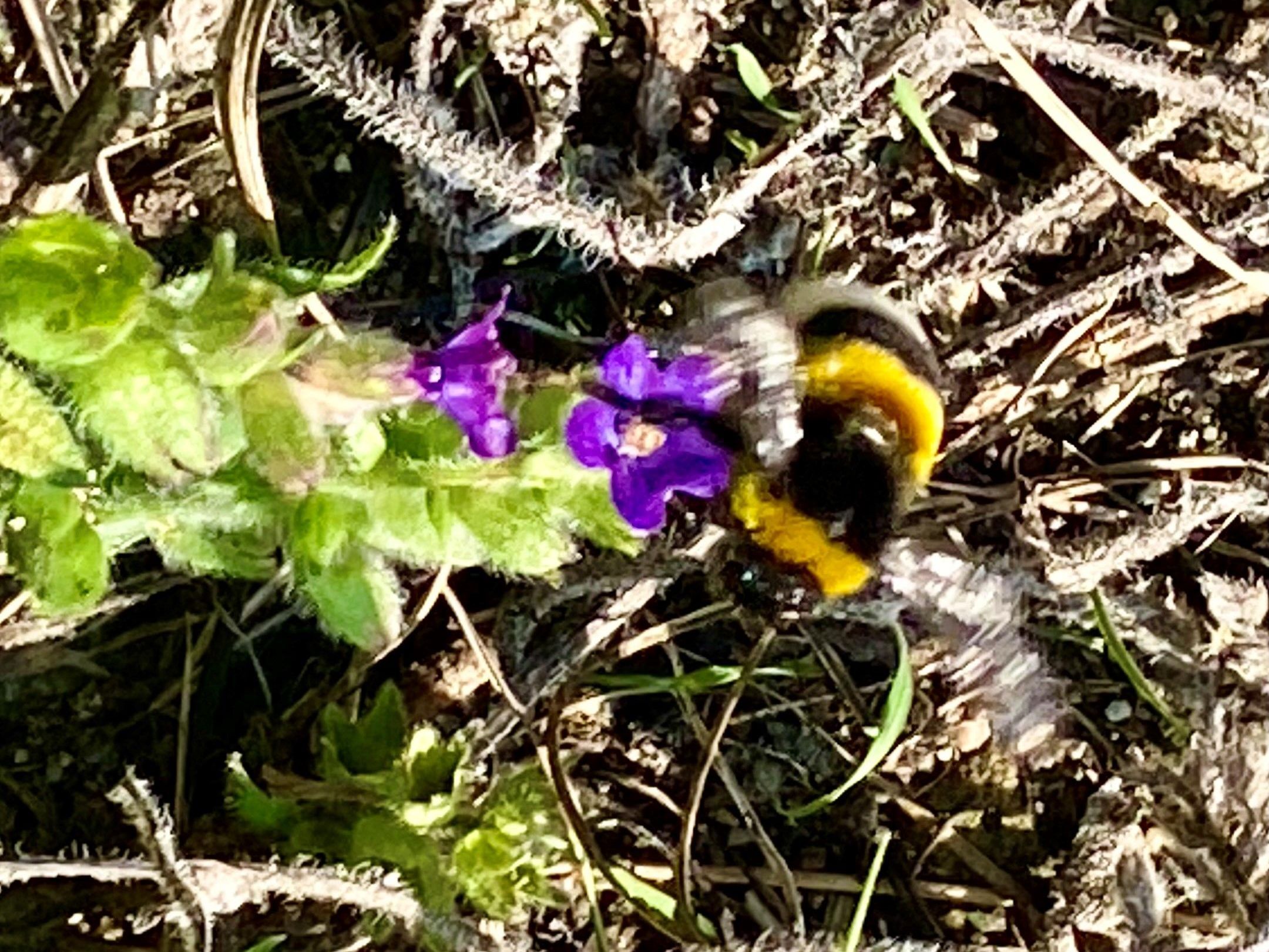 Hummel auf Ochsenzunge