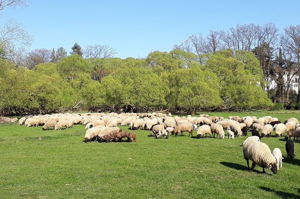 Schafherde im Pegnitztal