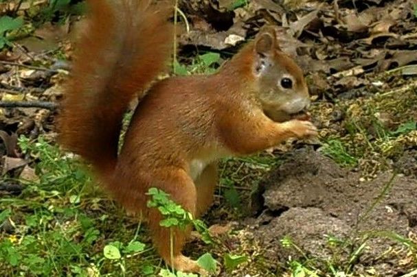 Eichhhörnchen