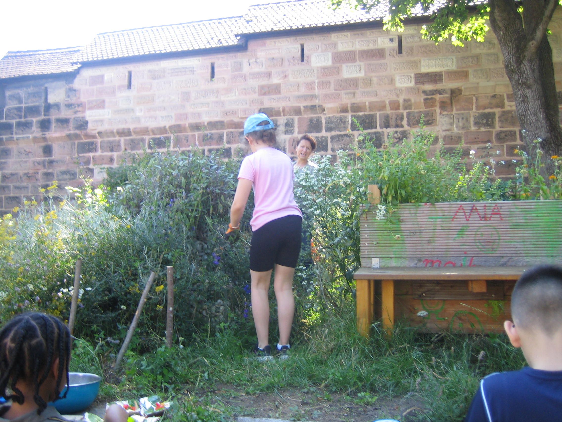 Freischneider (Foto: Barbara Philipp) Freischneider