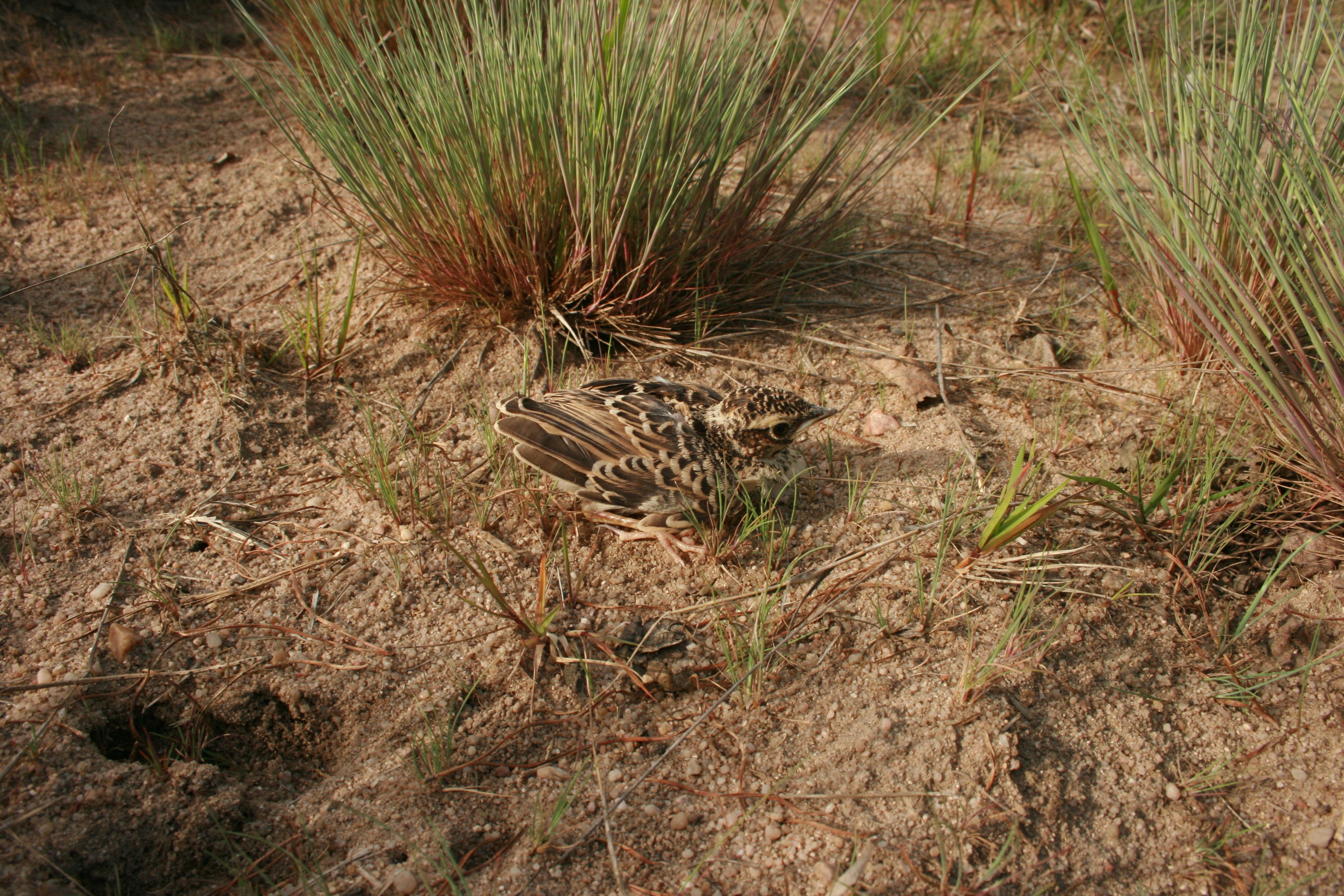 Zufällig entdeckten BN-Aktive bei einer Begehung ein Küken der Heidelerche (Foto: W. Dötsch)