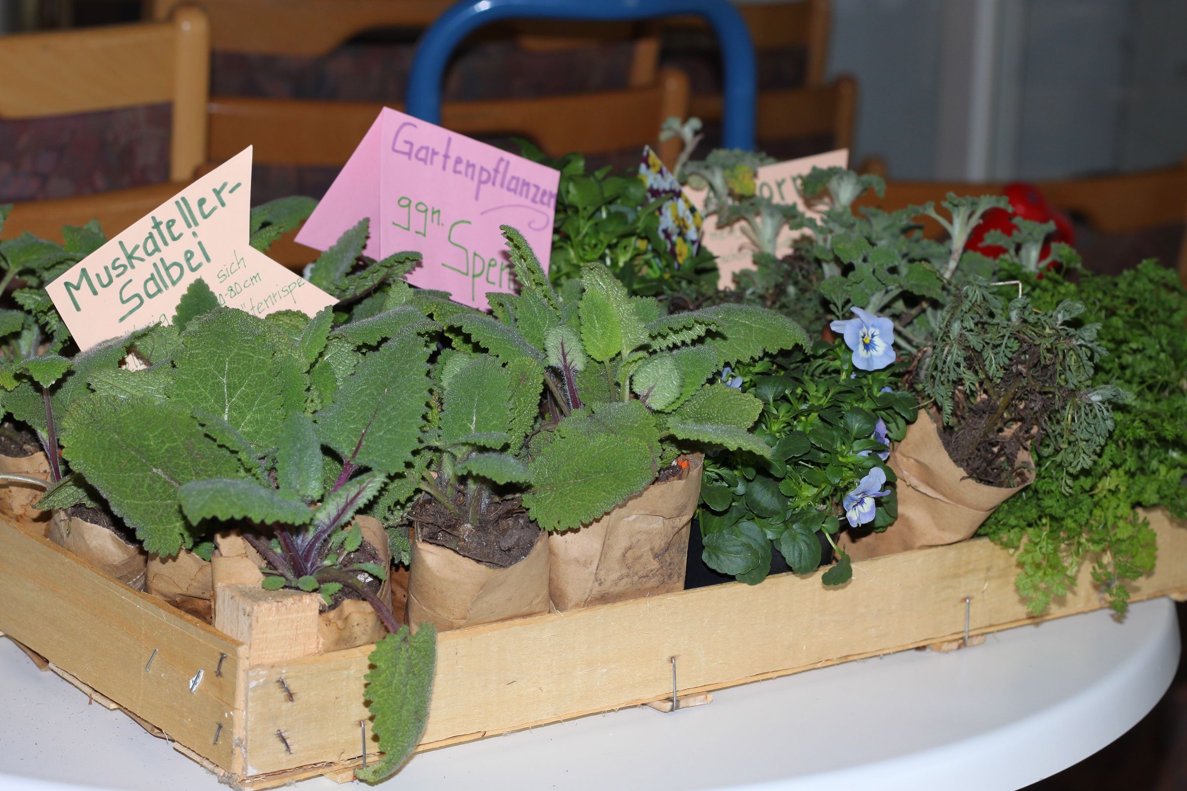 insektenfreundliche Pflanzen