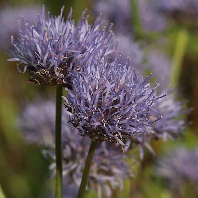 Bergsandglöckchen (Foto: Wolfgang Dötsch) Bergsandglöckchen