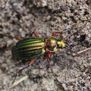 Goldglänzender Laufkäfer (Carabus auronitens) Goldglänzender Laufkäfer (Carabus auronitens)