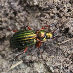 Goldglänzender Laufkäfer (Carabus auronitens) Goldglänzender Laufkäfer (Carabus auronitens)