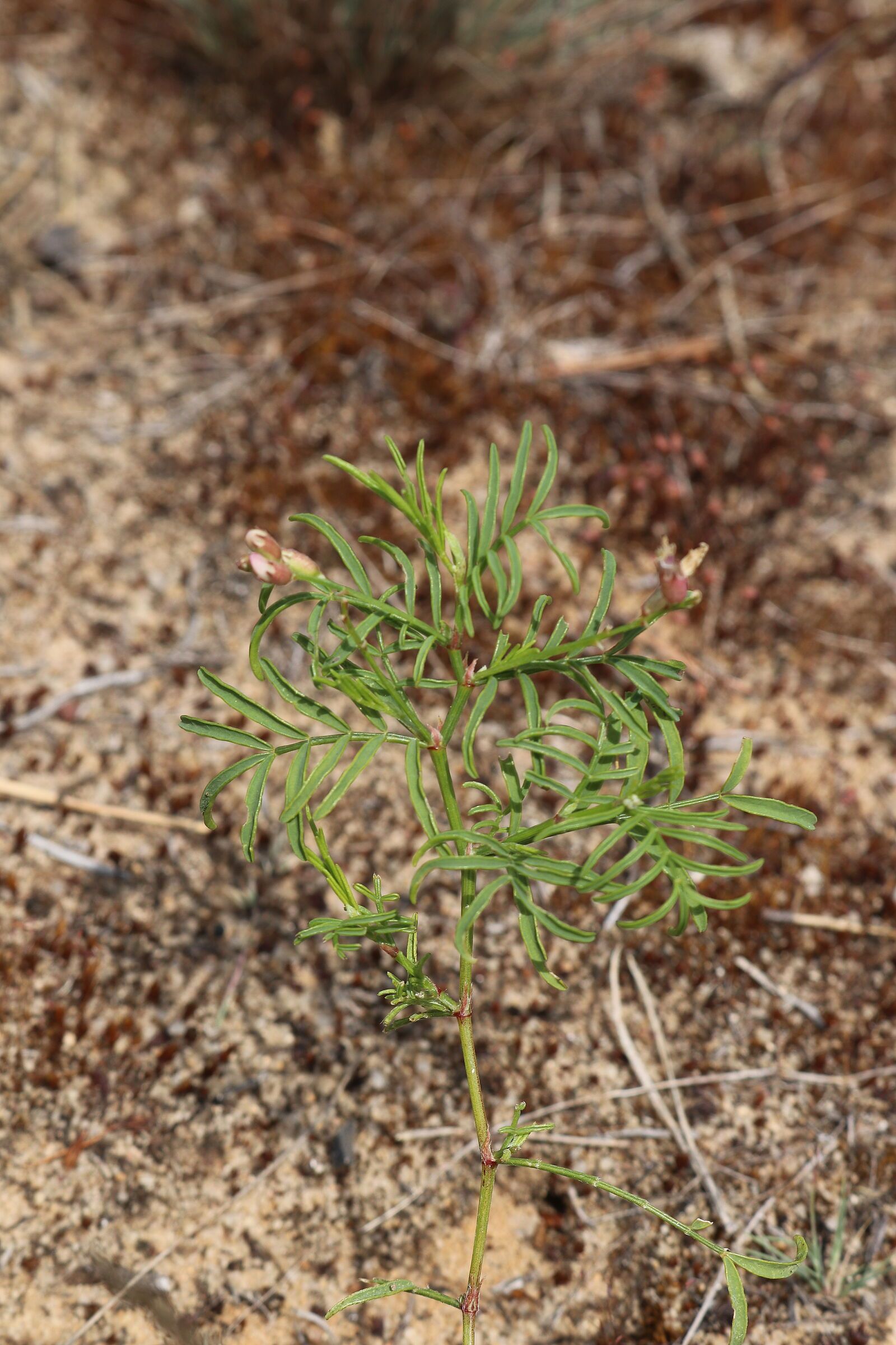 Astragalus arenarius - Sand-Tragant Sand-Tragant