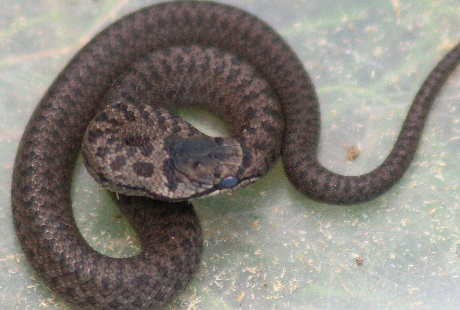 Coronella austriaca - Schling- oder Glattnatter/Rehhof (Foto: Heike Wirth) Coronella austriaca