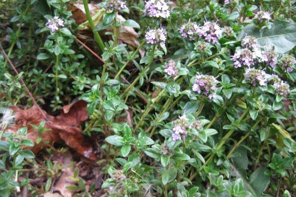 Thymian