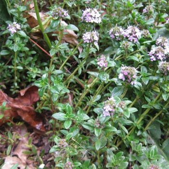 Thymian Thymian