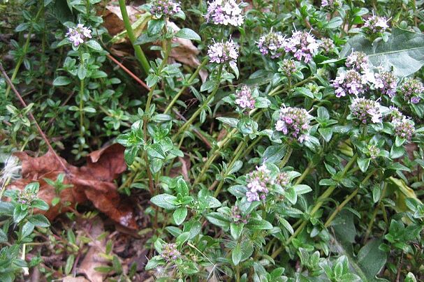 Thymian