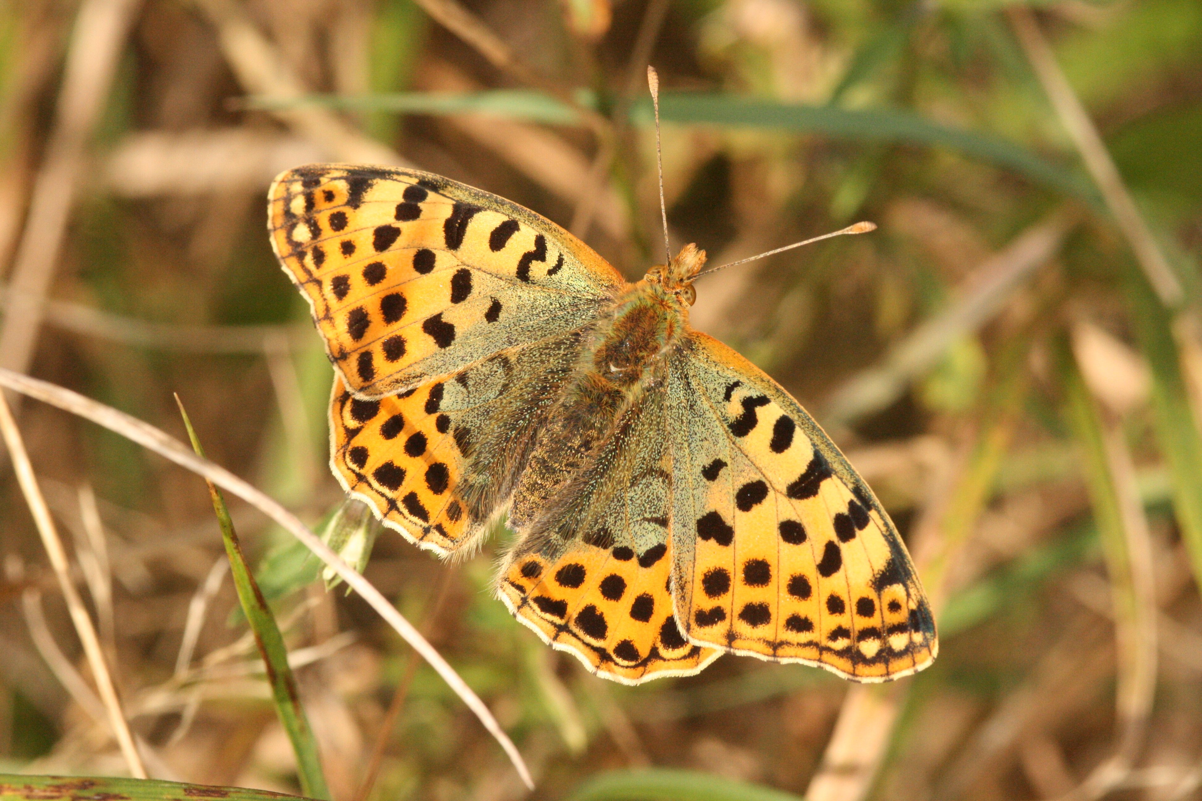 Kleiner Perlmutterfalter