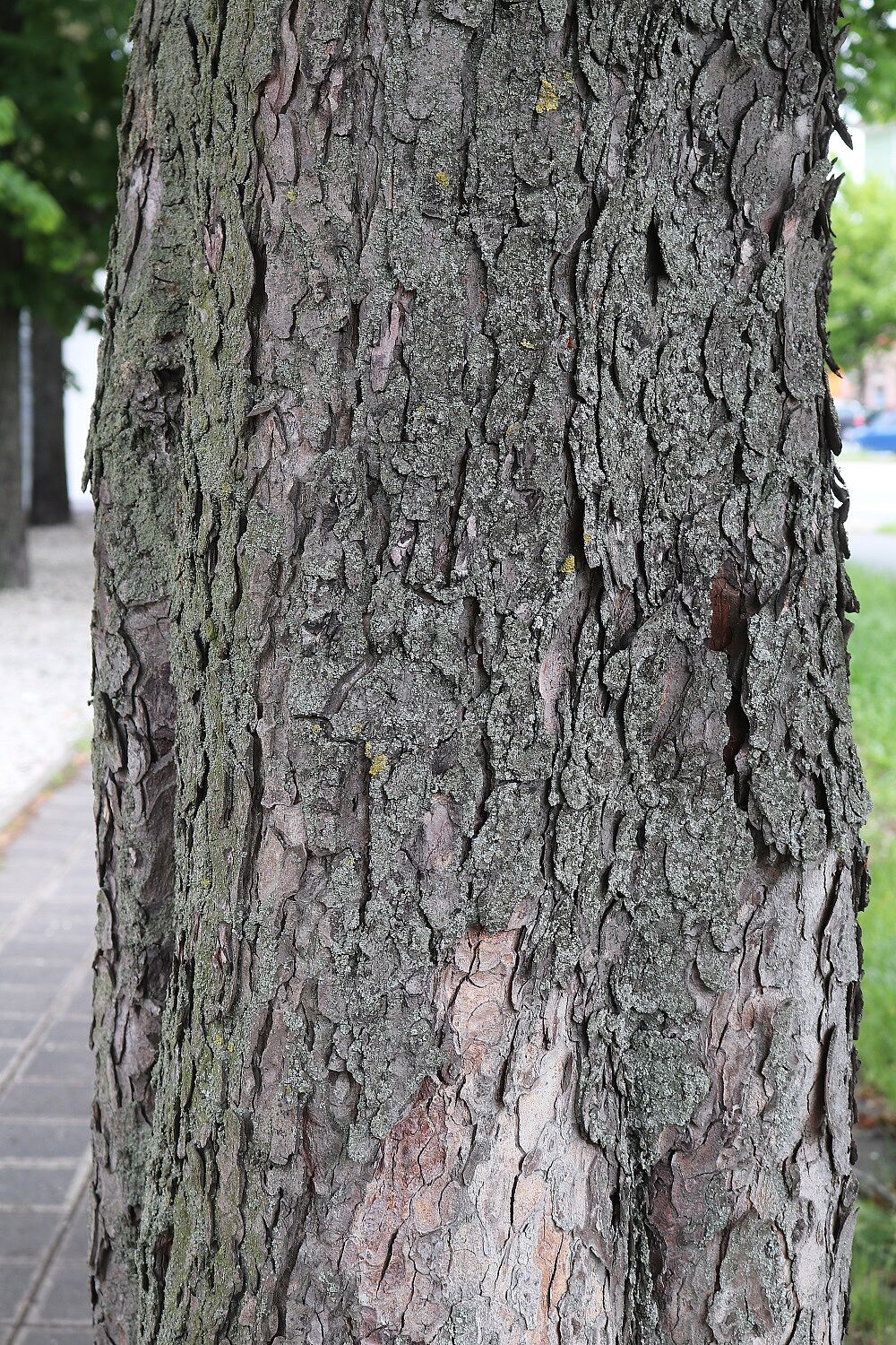 Aesculus hippocastanum - Rosskastanie (Rinde) Rosskastanie