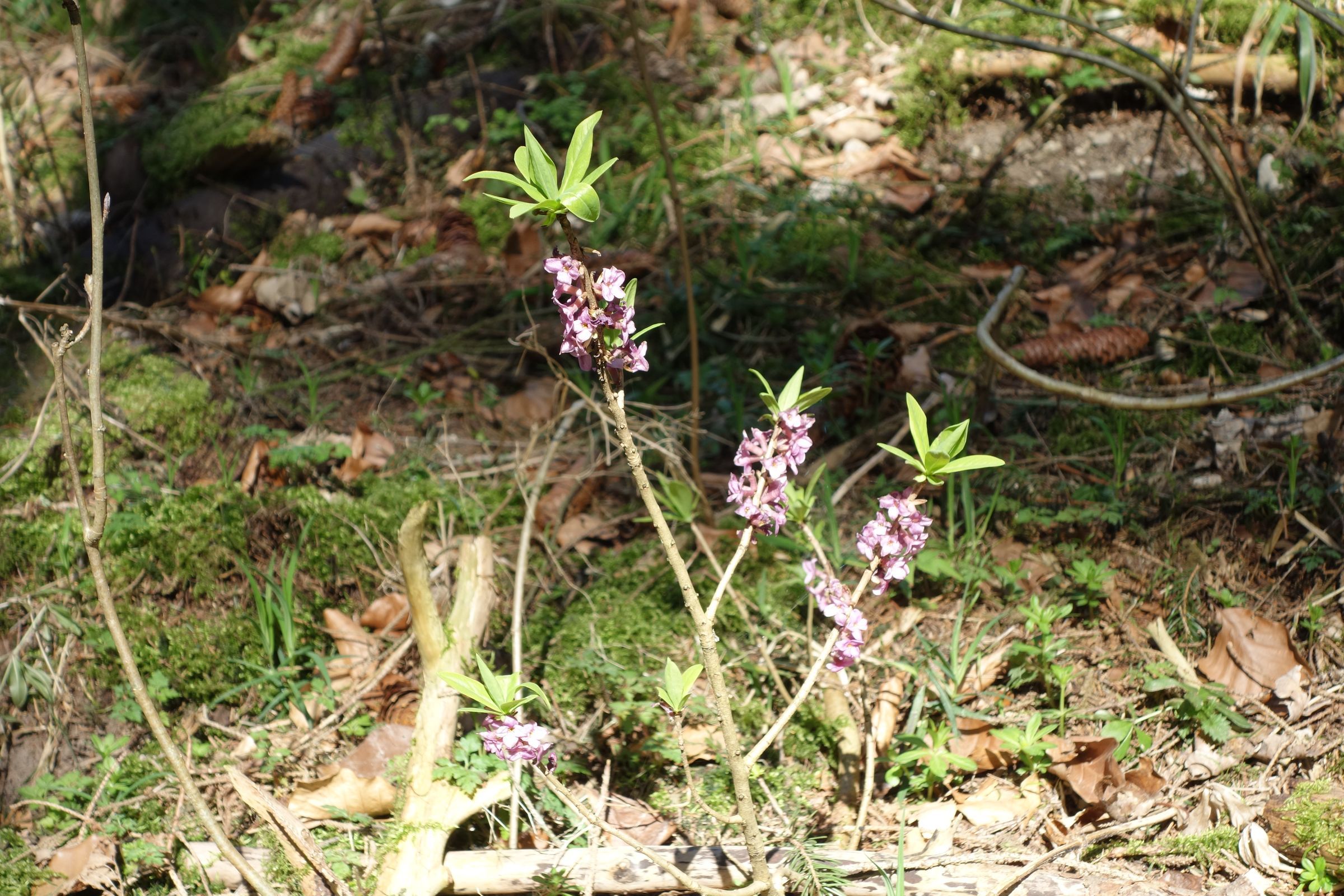 Seidelbast (Foto: Heinz Schaarschmidt) Seidelbast