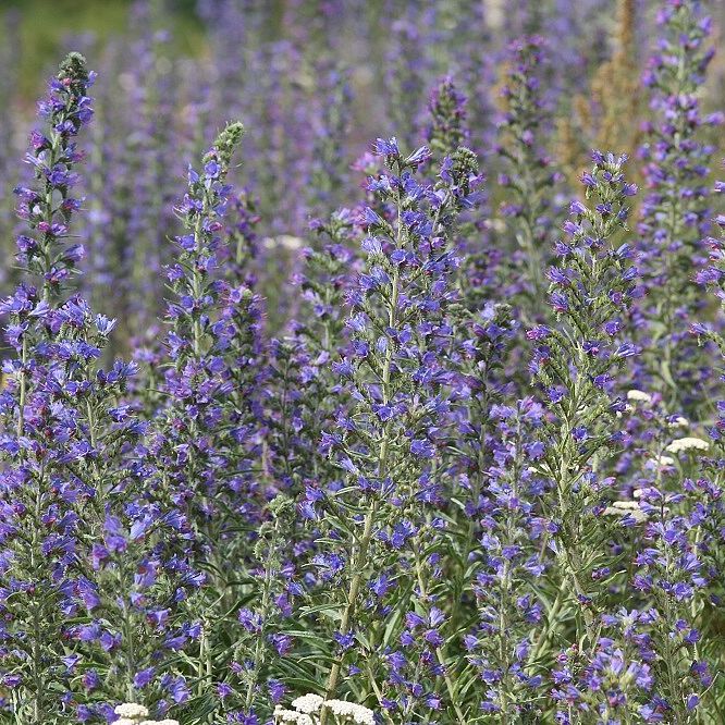 Gewöhnlicher Natternkopf