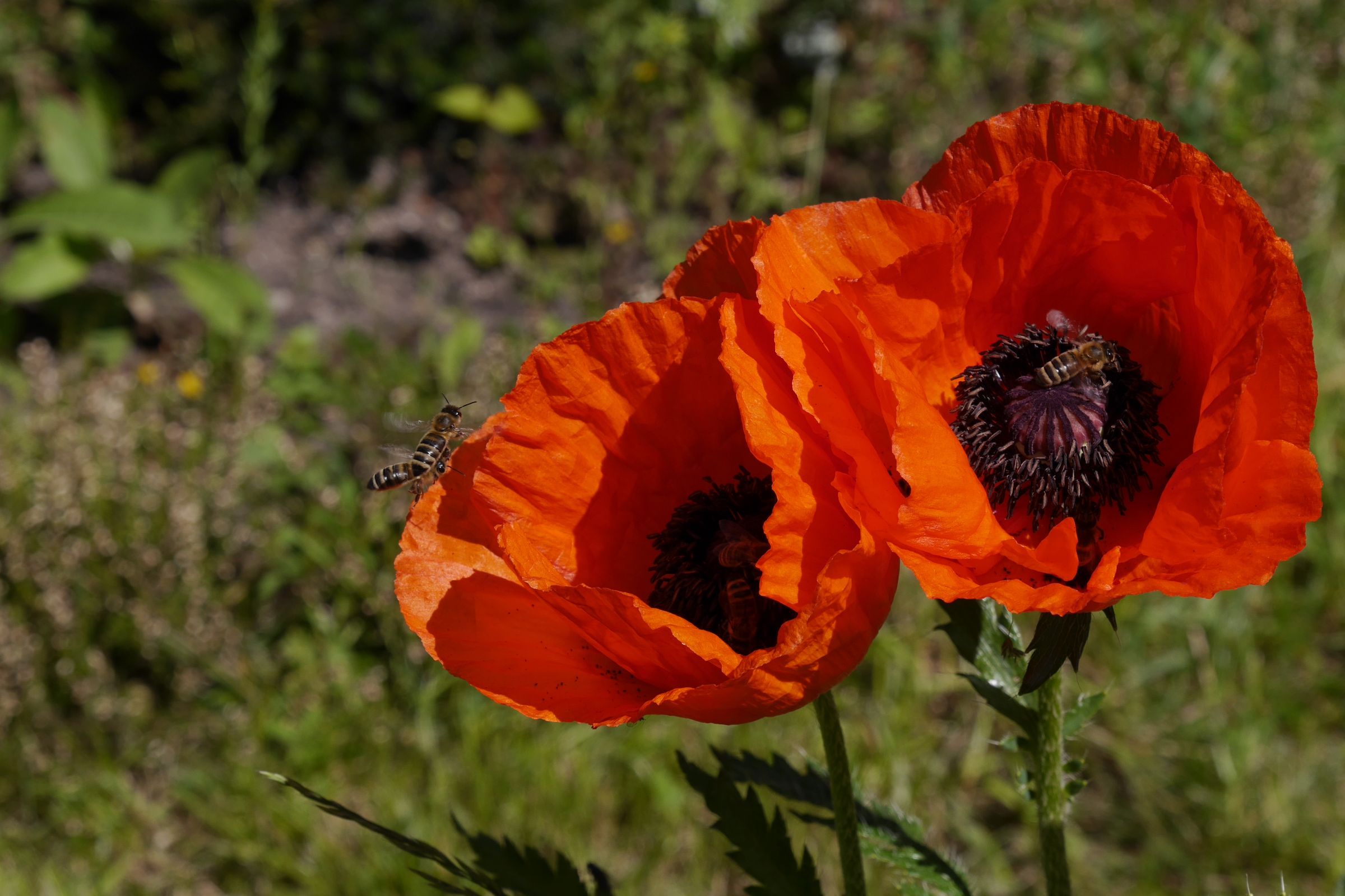 Mohnblüte mit Bienen und Hummeln (Foto: Wolfgang Dertwinkel) Mohnblüte mit Bienen und Hummeln (Foto: Wolfgang Dertwinkel)
