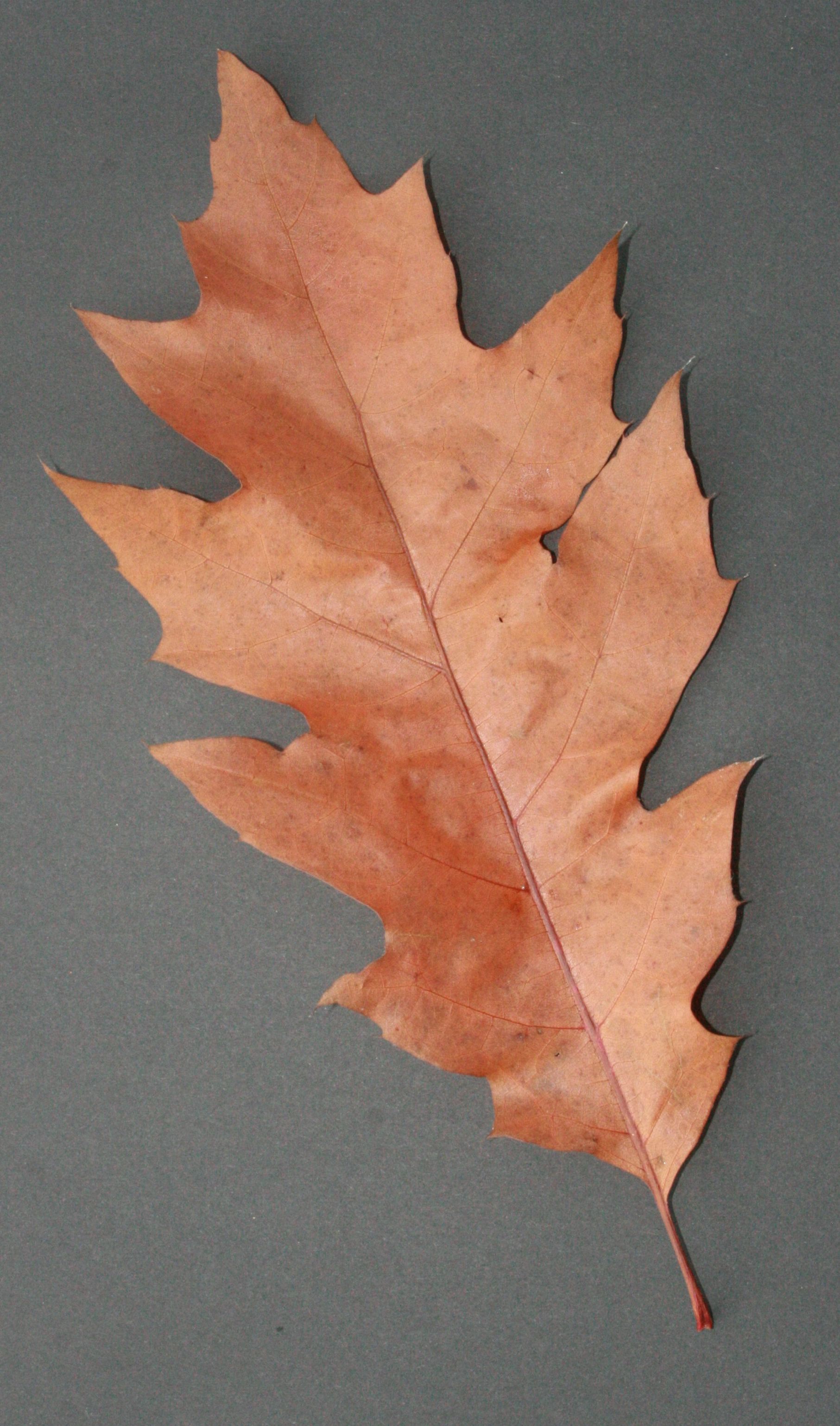 Roteiche – Herbstblatt