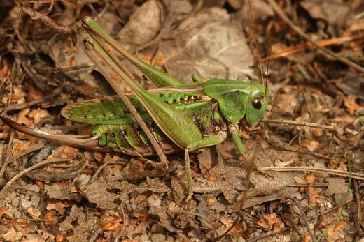 Warzenbeißer-Weibchen in Kornburg grüne Variante (Foto: Wolfgang Dötsch)