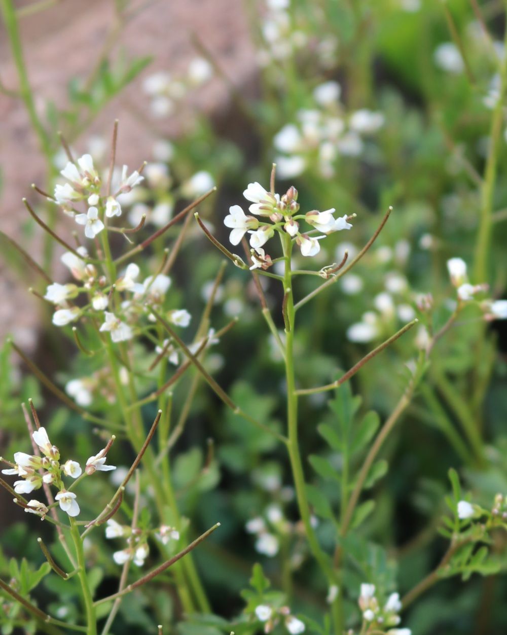 Japanisches Reisfeld-Schaumkraut