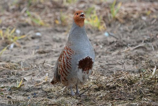 Rebhuhn (Foto: Heike Wirth)