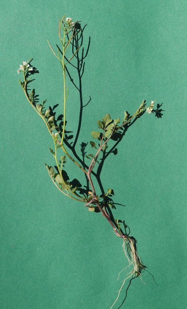 Japanisches Reisfeld-Schaumkraut