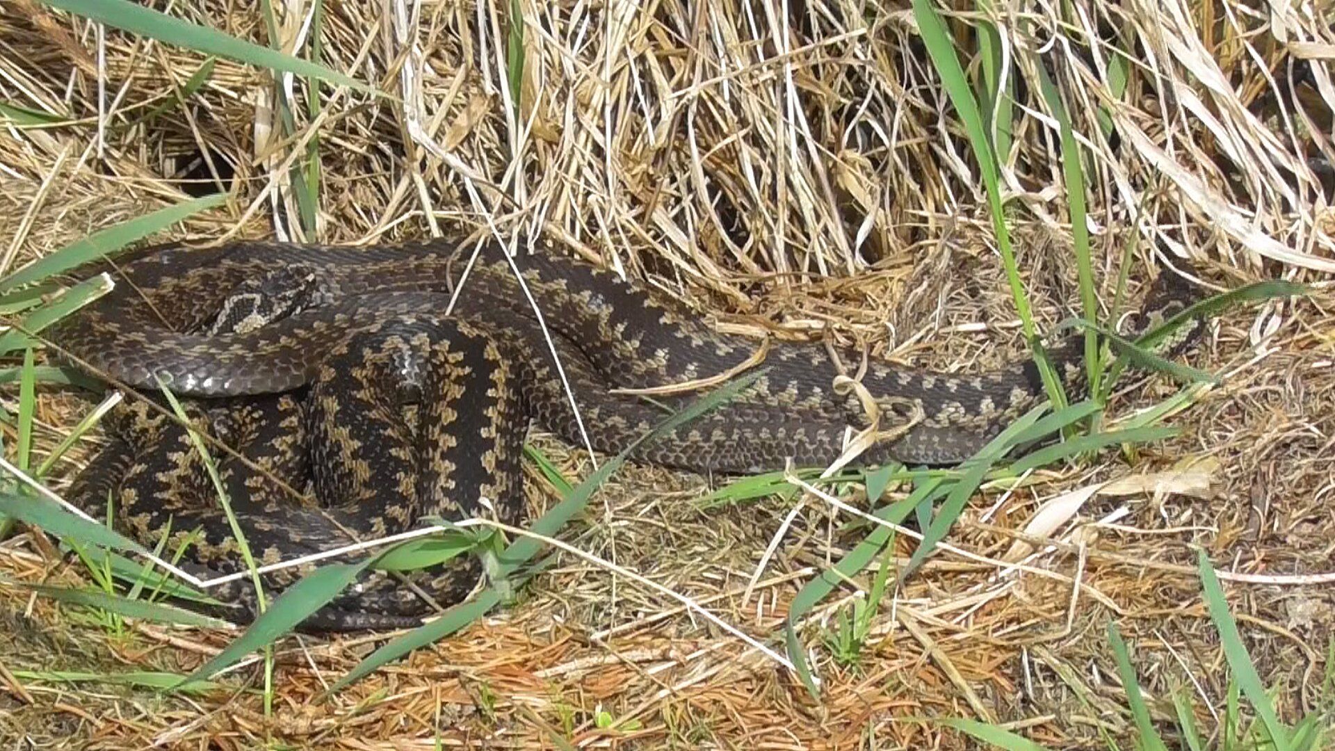Vipera berus - Kreuzotter