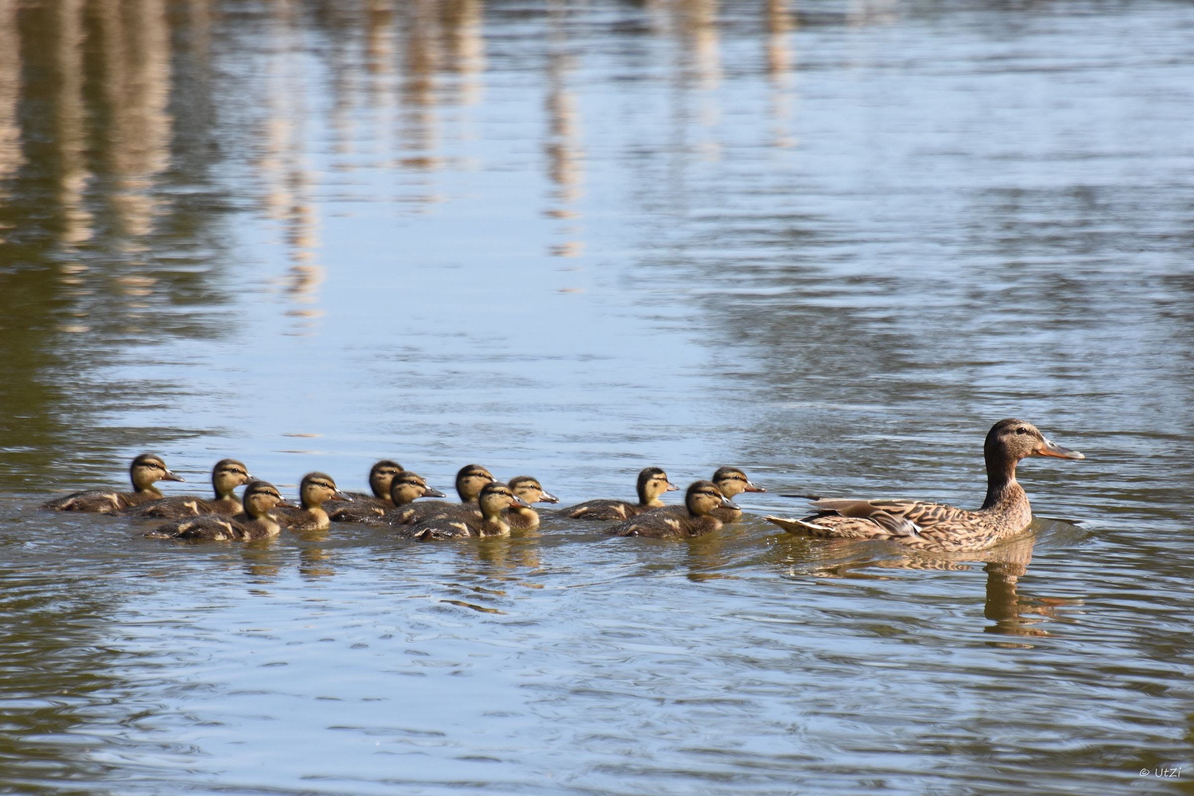 Zwölfmal Nachwuchs bei den Enten (Foto: Ute Ziehr) Enten