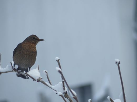 Amsel im Winter (Foto: Maria Meißner)