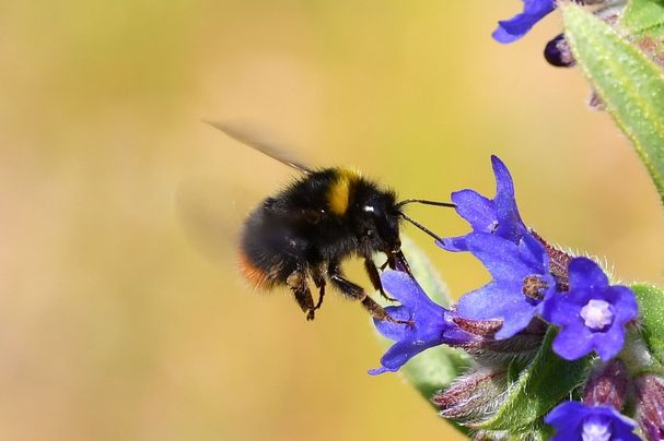 Wiesenhummel