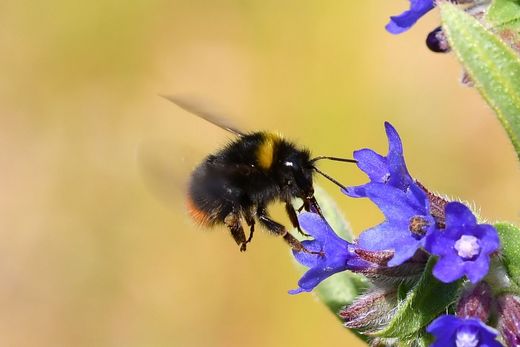 Hummel-Challenge – Wiesenhummel