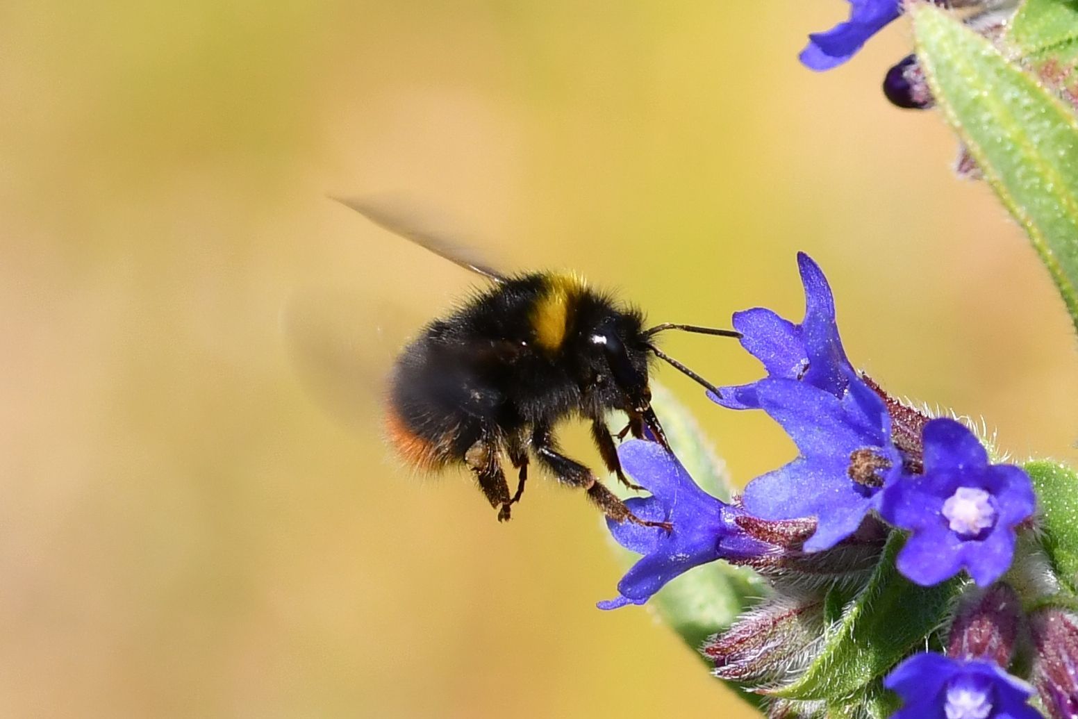 Wiesenhummel auf Ochsenzunge