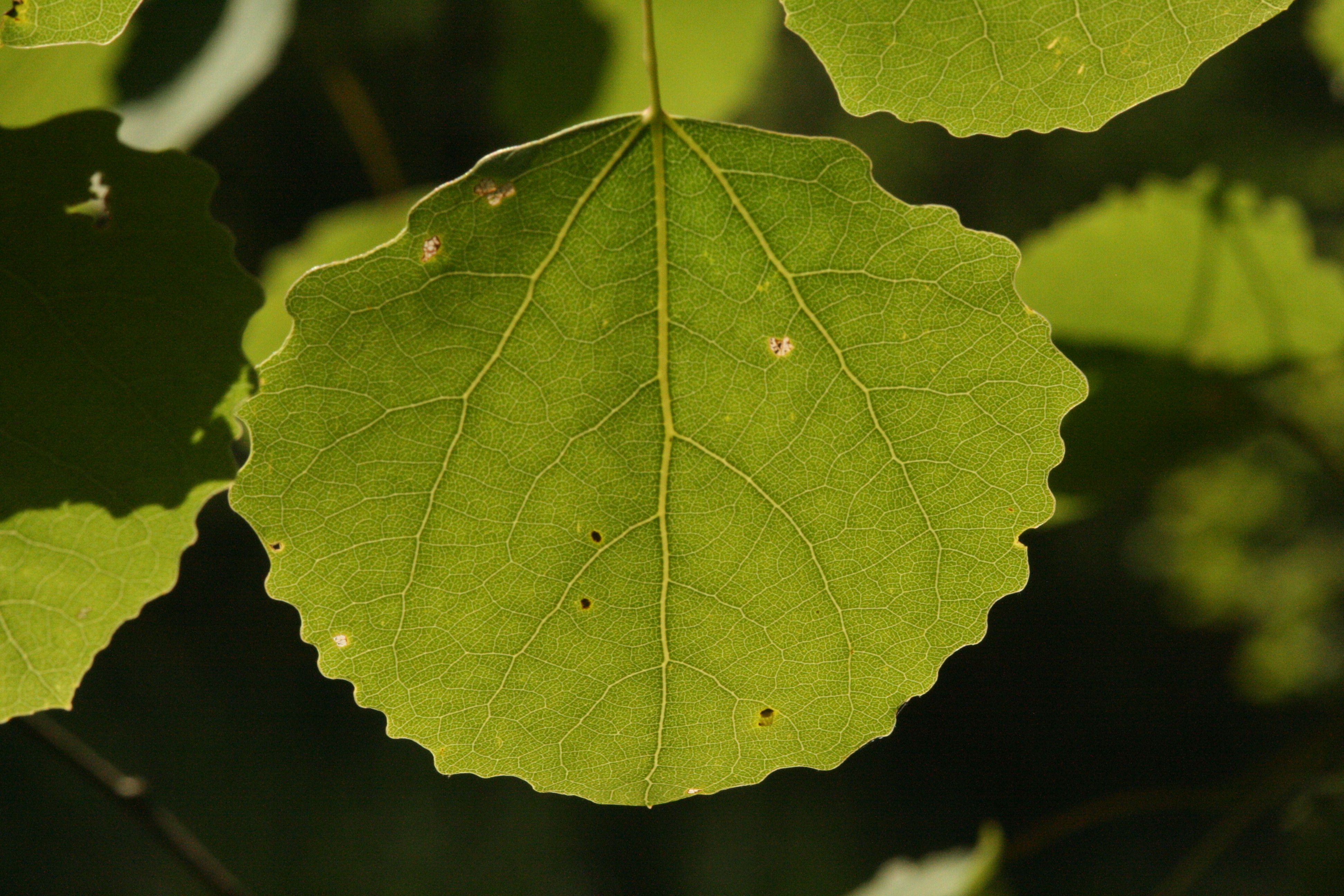 Espe – Blatt Espe – Blatt