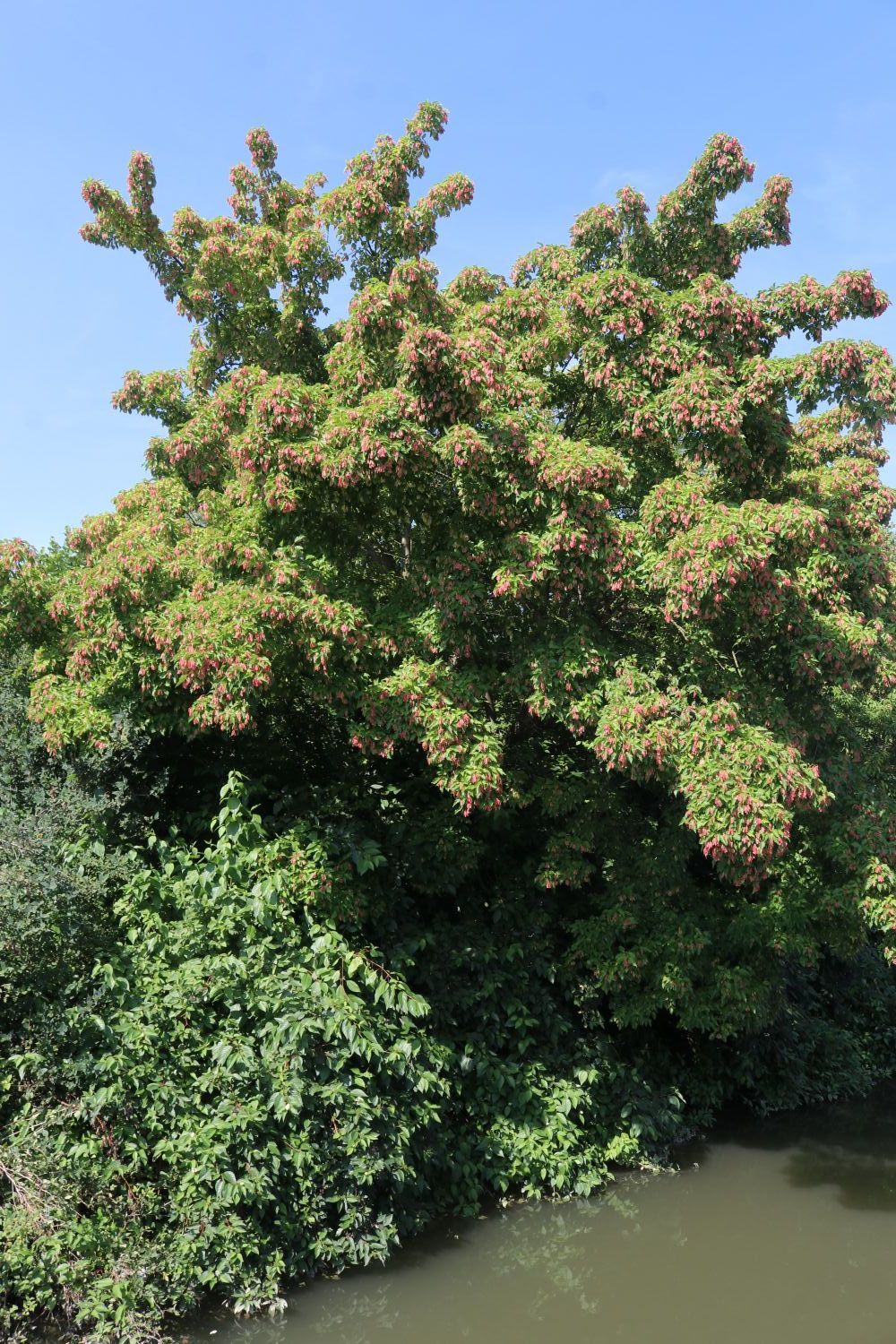 Acer caudatum - Geschwänzter Ahorn Geschwänzter Ahorn