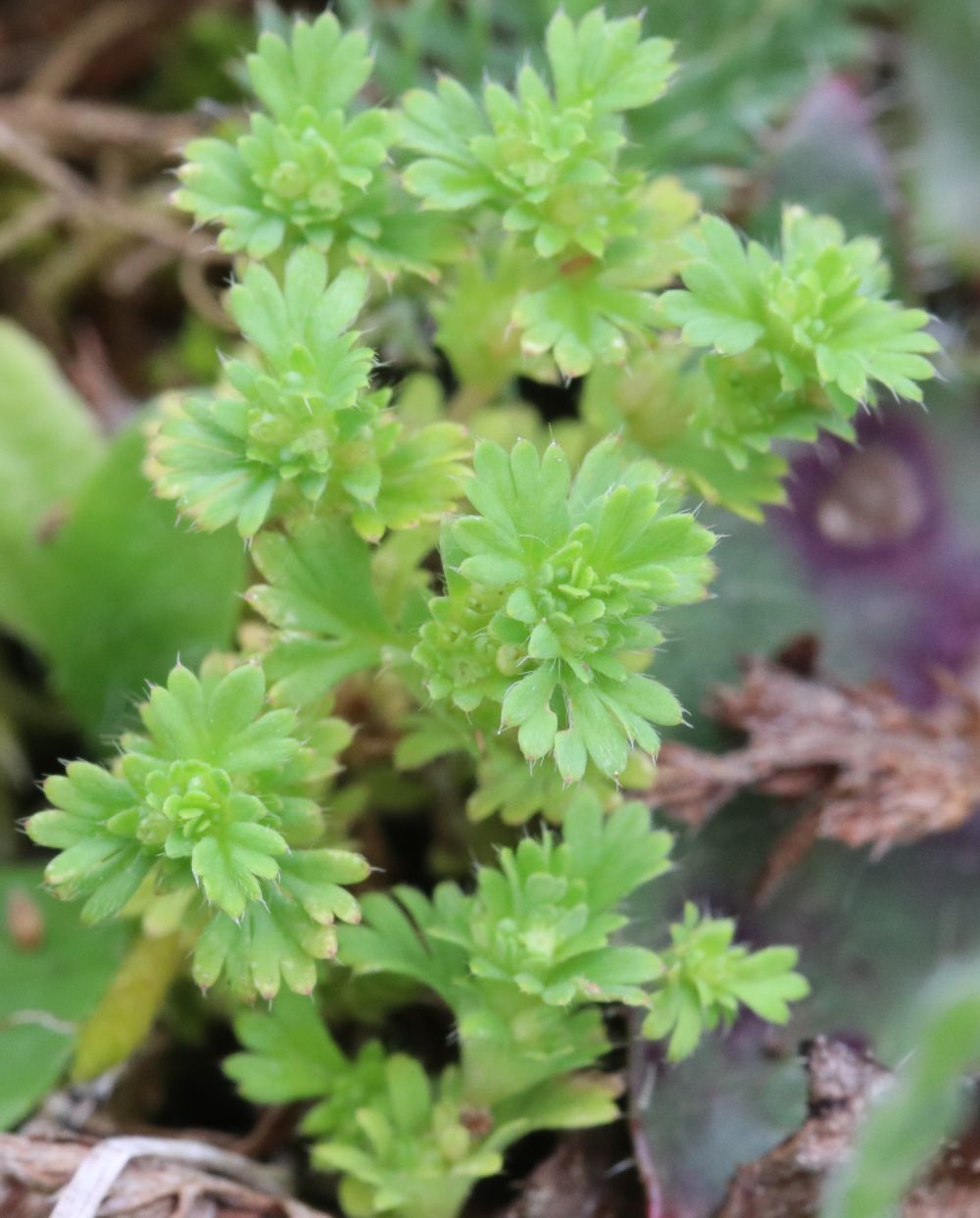 Aphanes australis - Kleinfrüchtiger Ackerfrauenmantel Kleinfrüchtiger Ackerfrauenmantel